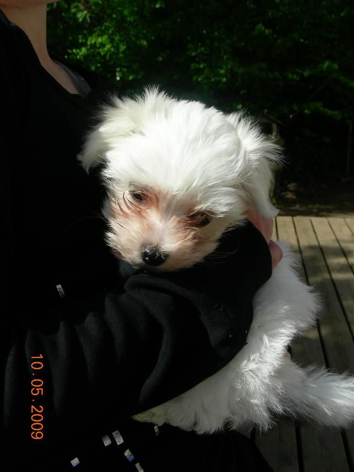 Malteser o~~ Darcie ~~o - 10.5.09 8½ uge Min nye famile på besøg hos min hundemor   billede 3