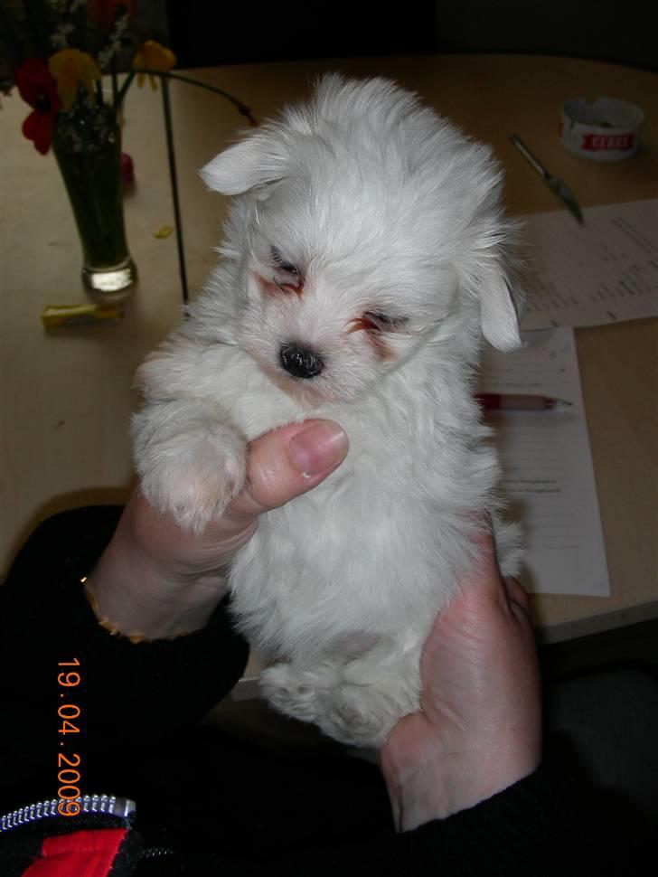 Malteser o~~ Darcie ~~o - 19.4.09  5½ uge 1. besøg hos hundemor, det var der min nye familie faldt for mig... billede 4