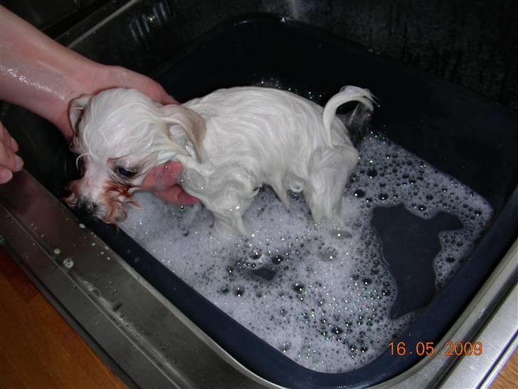 Malteser o~~ Darcie ~~o - 16.5.09 Mit første bad, det er ikke helt så hyggeligt som man siger....UHH billede 5
