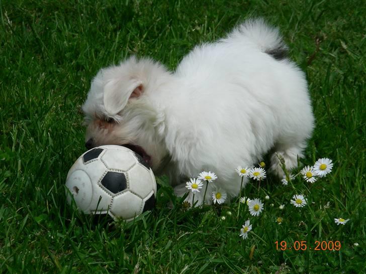 Malteser o~~ Darcie ~~o - 19.5.09 Leg i haven, jeg er rigtig god til fodbold, også de store bolde... billede 6