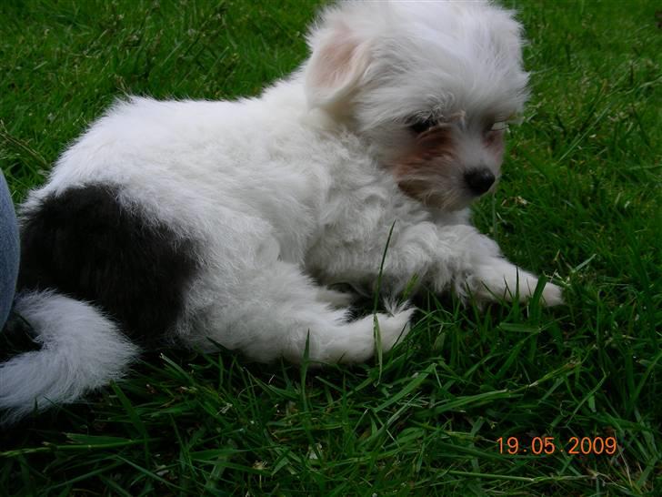 Malteser o~~ Darcie ~~o - 19.5.09 Slapper af i haven, er lidt træt. Der kan man se min flotte plet. Fin ik? billede 7