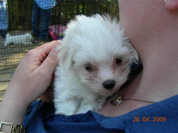 Malteser o~~ Darcie ~~o - 26.4.09  6 ½ uge  2. besøg hos hundemor billede 8