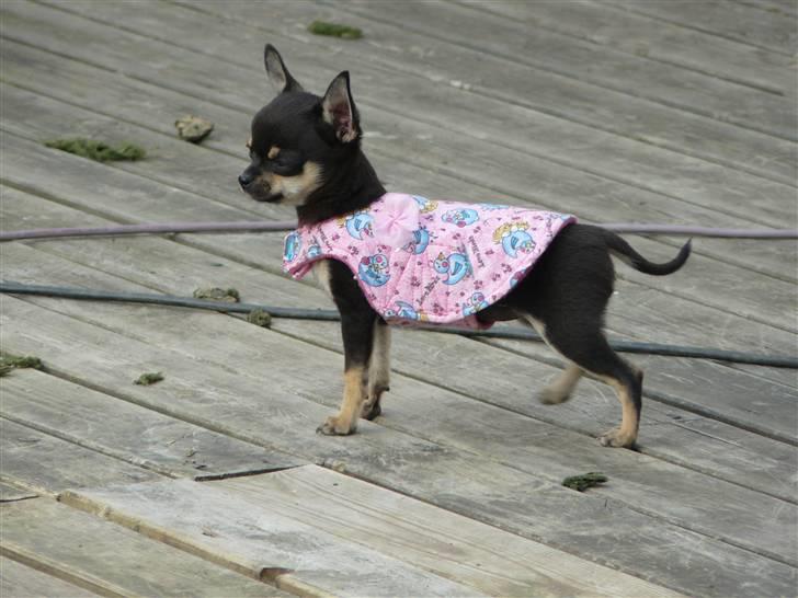 Chihuahua Bonni - Her er Bonni 3 1/2 mån. Vejret er ikke så varmt så hun har en jakke på. billede 7