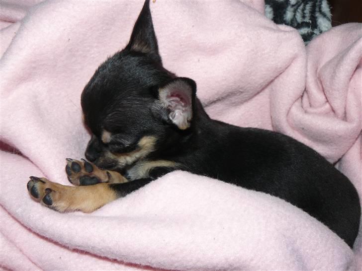 Chihuahua Bonni - Bonni betyder lille og smuk. Er hun ikke også det!! billede 8