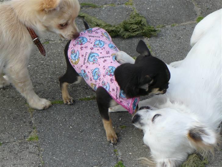Chihuahua Bonni - Adelena, Bonni og Florie leger. billede 9
