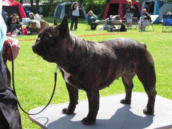 Fransk bulldog Plaire´s Elaine - Elaine på bordet i Vejen den 13/6-09. billede 19