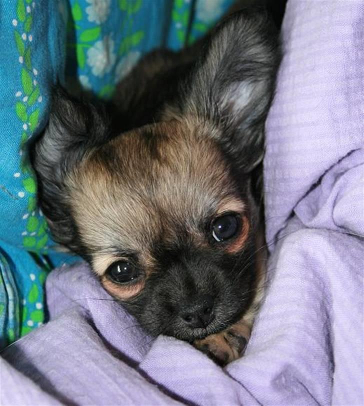 Chihuahua Chiva (Udstationeret) - "Ahh, dejligt at putte i dynerne.." billede 3