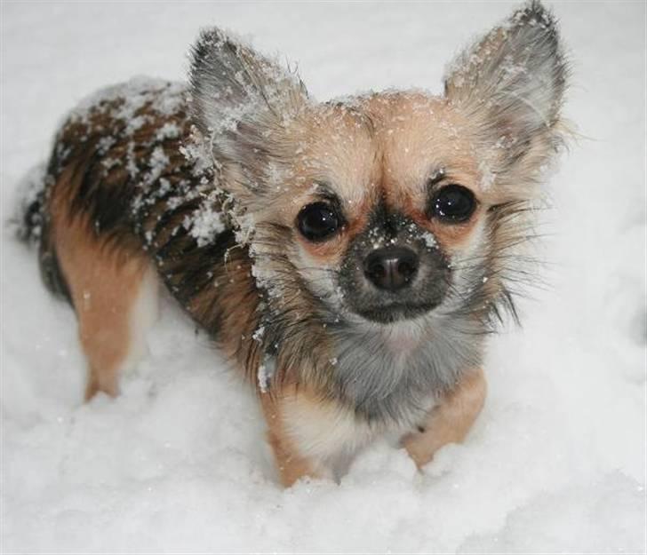 Chihuahua Chiva (Udstationeret) - Så kom sneen 2009... billede 20