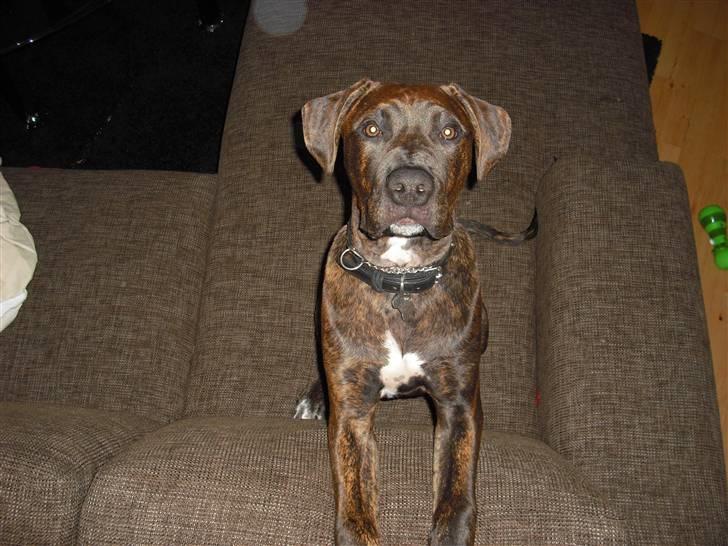 Blanding af racer Chilo billede 14