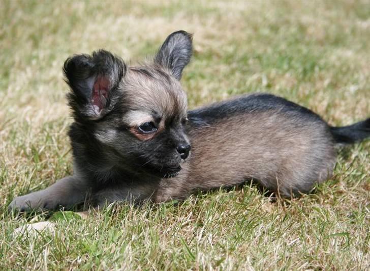 Chihuahua Chiva (Udstationeret) - "Sikke mange spændende lyde.." billede 4