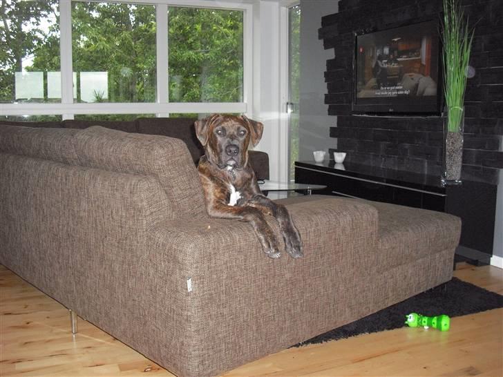 Blanding af racer Chilo billede 15