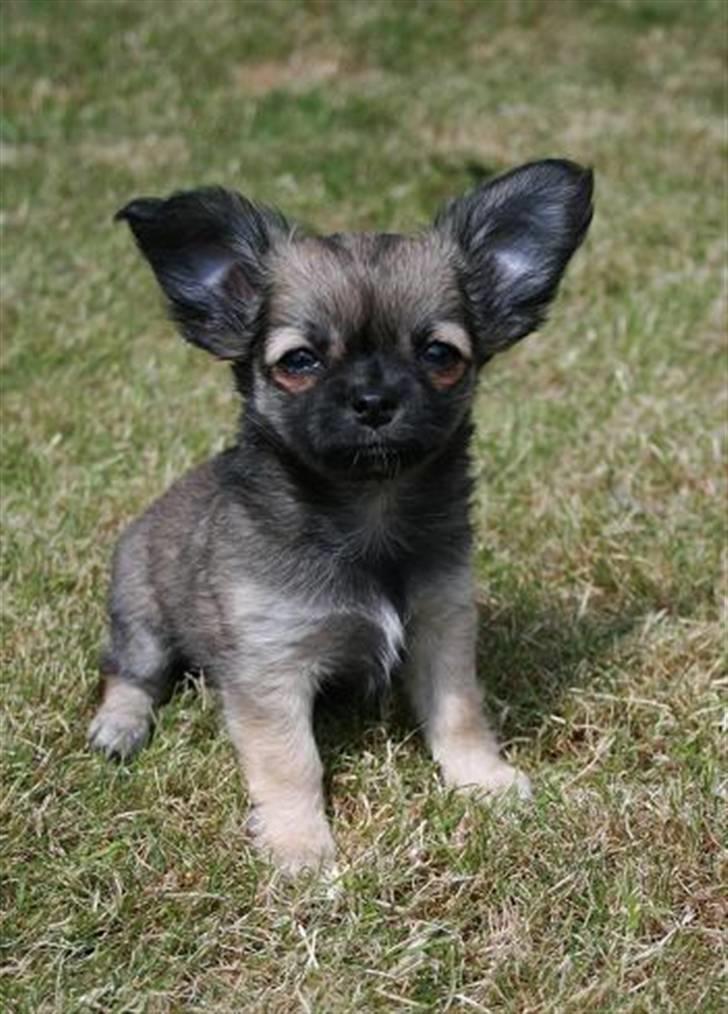 Chihuahua Chiva (Udstationeret) - "Er jeg ikke fin?".. billede 5