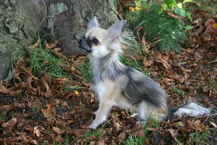 Chihuahua Chiva (Udstationeret) - Fuglene er rigtig sjove og skøre... *G* billede 6