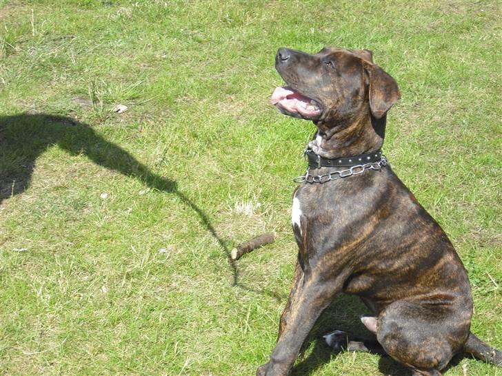 Blanding af racer Chilo billede 16