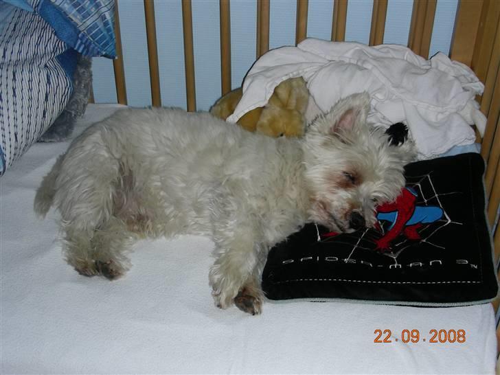 West highland white terrier Hr. Ludvig R.I.P - 22.9.08 Jeg snupper lige en lur.. billede 5