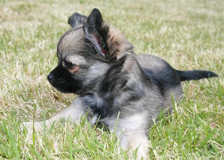 Chihuahua Chiva (Udstationeret) - "Smukke lille mig"... billede 7