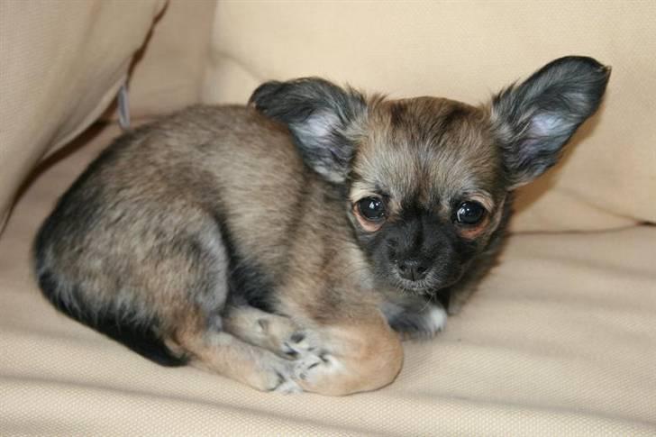 Chihuahua Chiva (Udstationeret) - Træt efter en laaang dag... billede 8