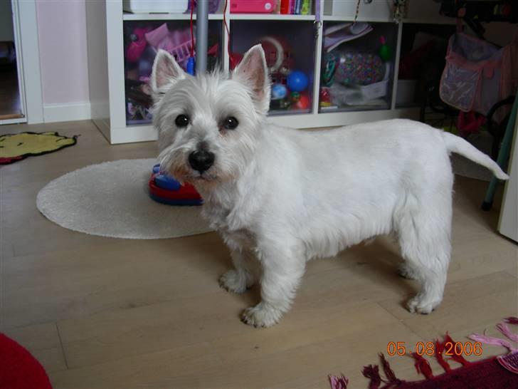 West highland white terrier Hr. Ludvig R.I.P - 5.8.06 Tjekker lige om der skulle være noget legetøj jeg kan bruge billede 6