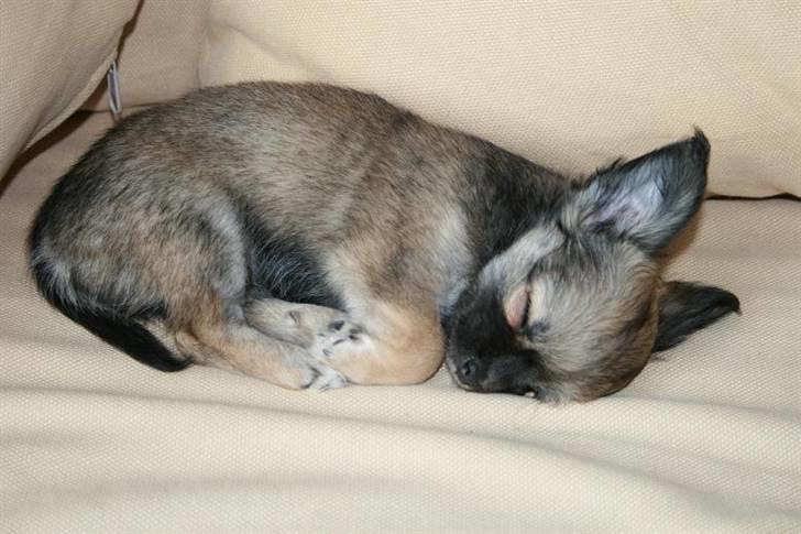 Chihuahua Chiva (Udstationeret) - ...ZzZzZZZzZZZzZzzzzz.... billede 9