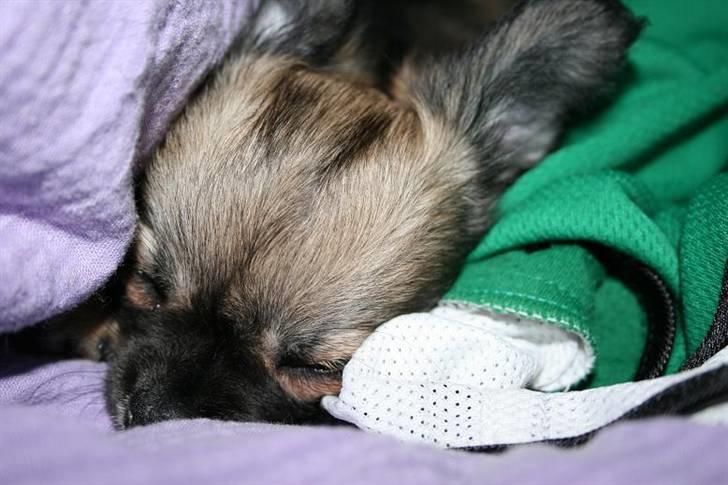 Chihuahua Chiva (Udstationeret) - Min allerførste nat i mit nye hjem. billede 10