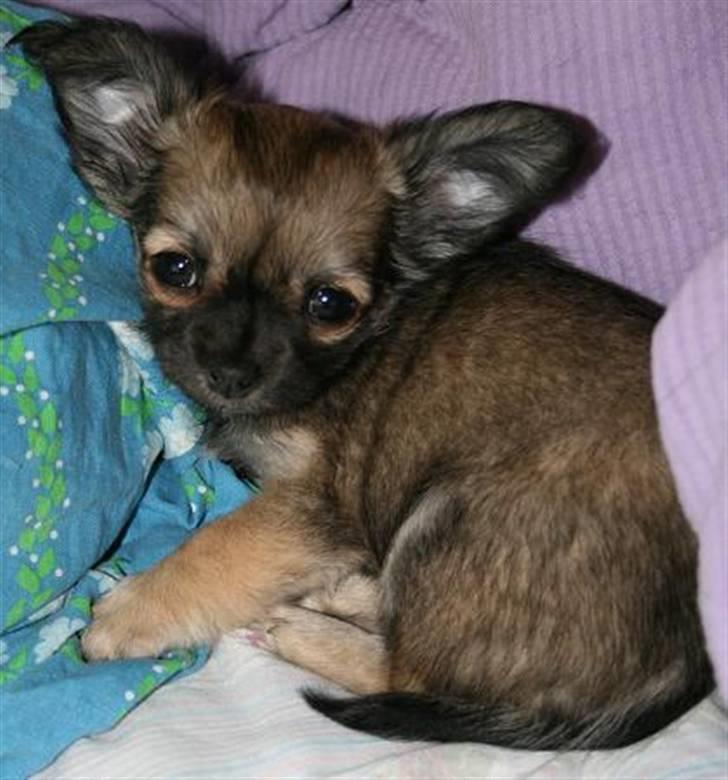 Chihuahua Chiva (Udstationeret) - Forkælet lille trold.. *S* billede 11