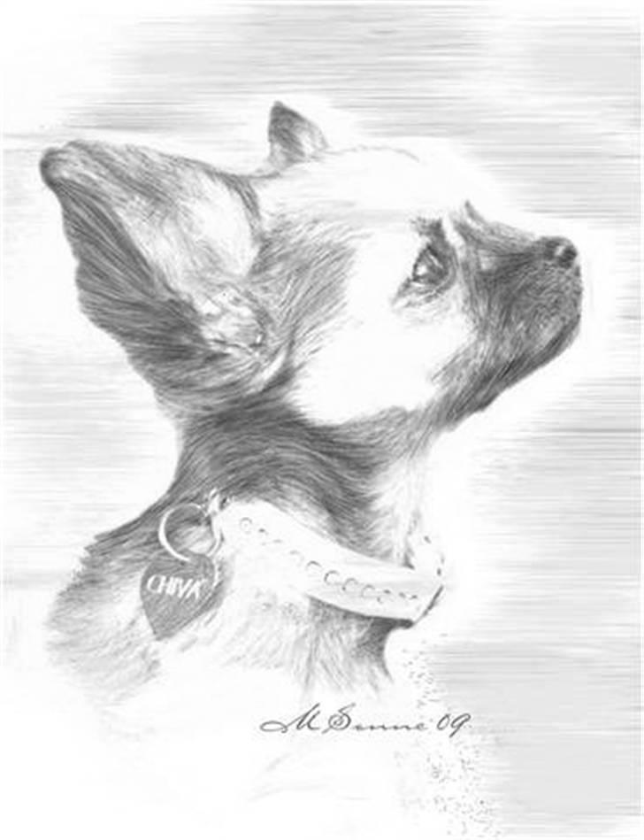 Chihuahua Chiva (Udstationeret) - En stor tak til Marianne for den smukke tegning af Chiva... :-D billede 12