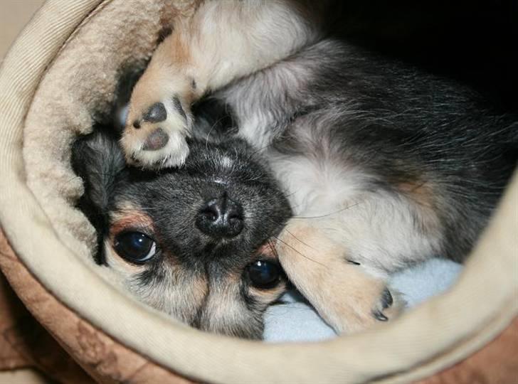 Chihuahua Chiva (Udstationeret) - Weeee, laver sjov i tasken. billede 13