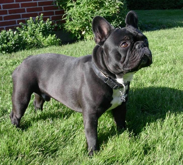 Fransk bulldog 'Foucault' R.I.P. 2010 - 1 år og 4 måneder billede 14