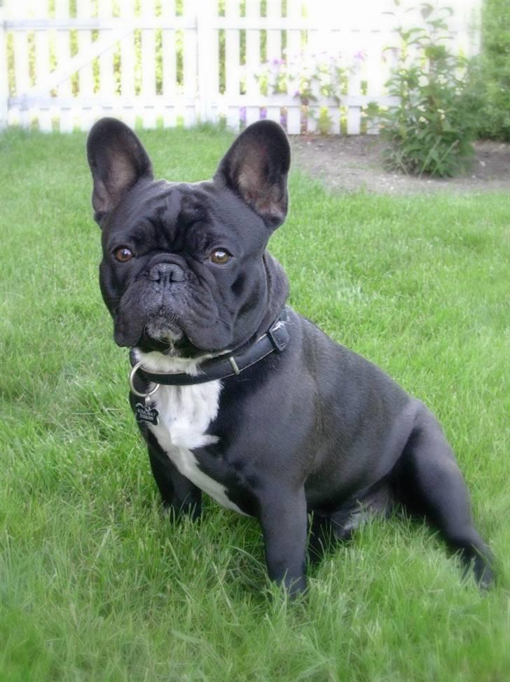 Fransk bulldog 'Foucault' R.I.P. 2010 - 1 år og 4 måneder billede 15