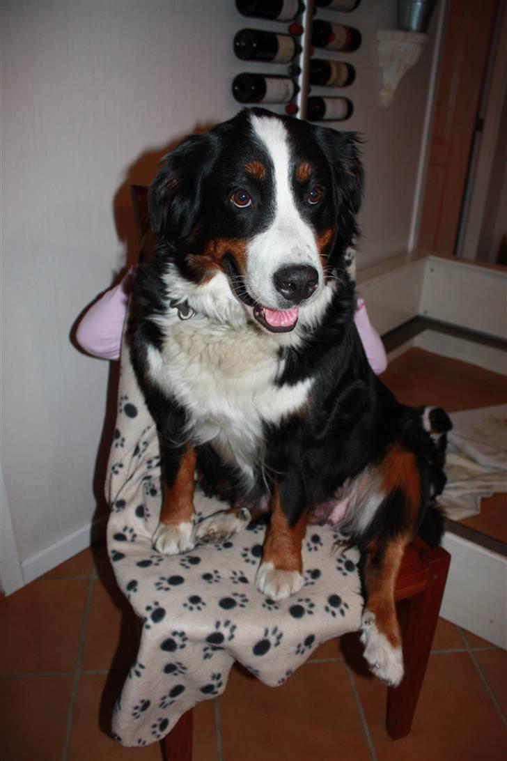 Berner sennenhund Chakira billede 1