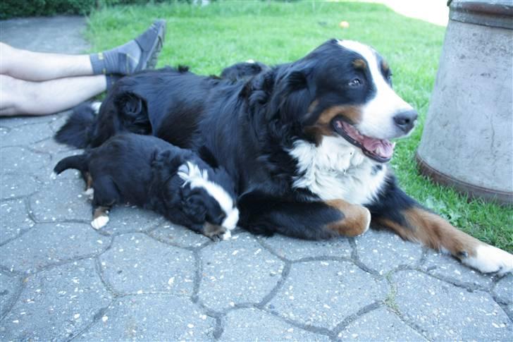 Berner sennenhund Chakira billede 2