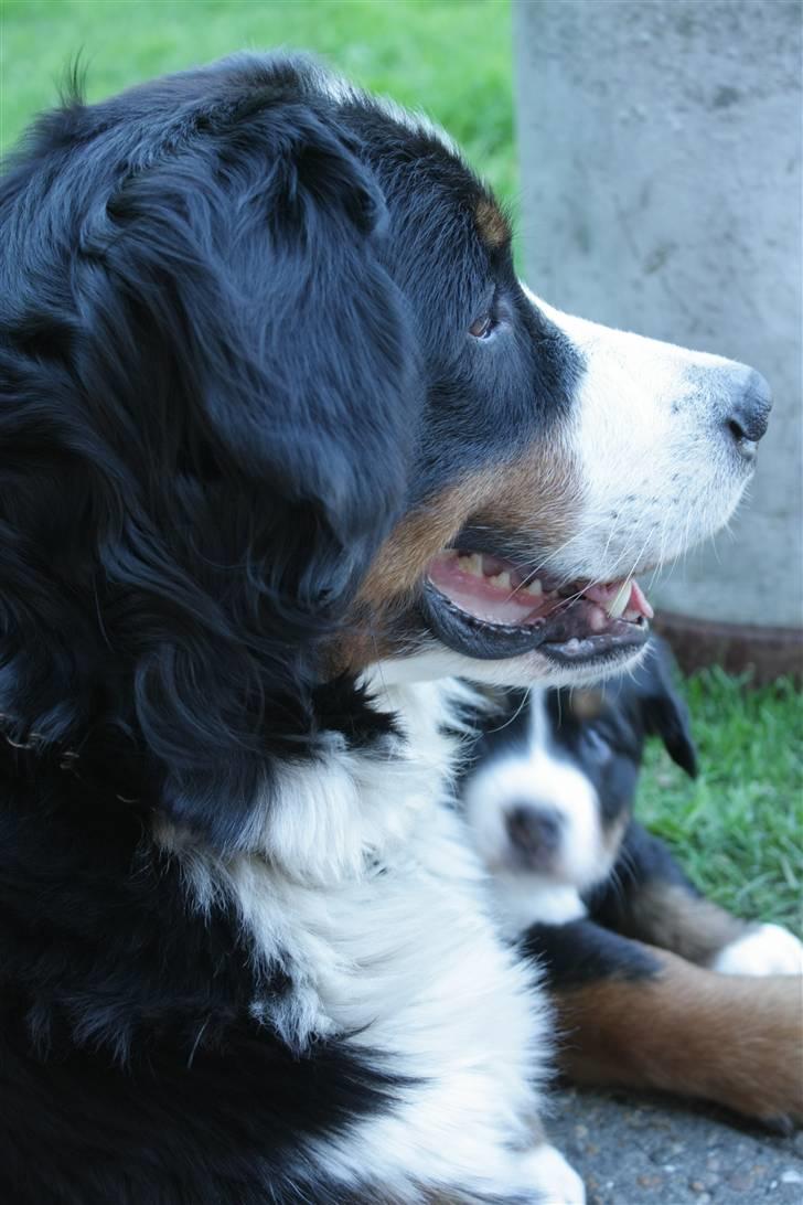 Berner sennenhund Chakira billede 3