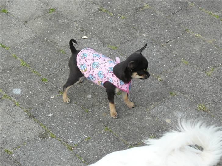 Chihuahua Bonni - Søde lille Bonni, hvor mor dynes du er dejlig lille skat. billede 10