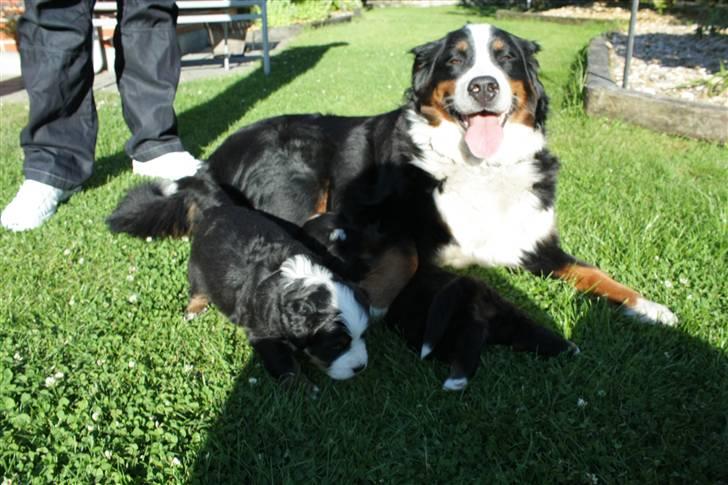 Berner sennenhund Chakira billede 4