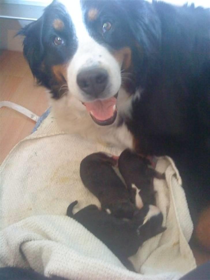 Berner sennenhund Chakira billede 5