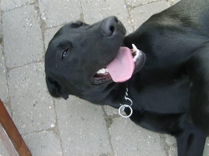 Labrador retriever zita billede 10