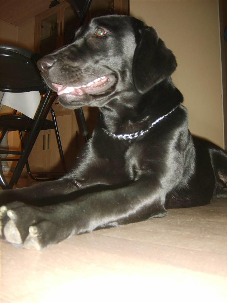 Labrador retriever zita billede 11