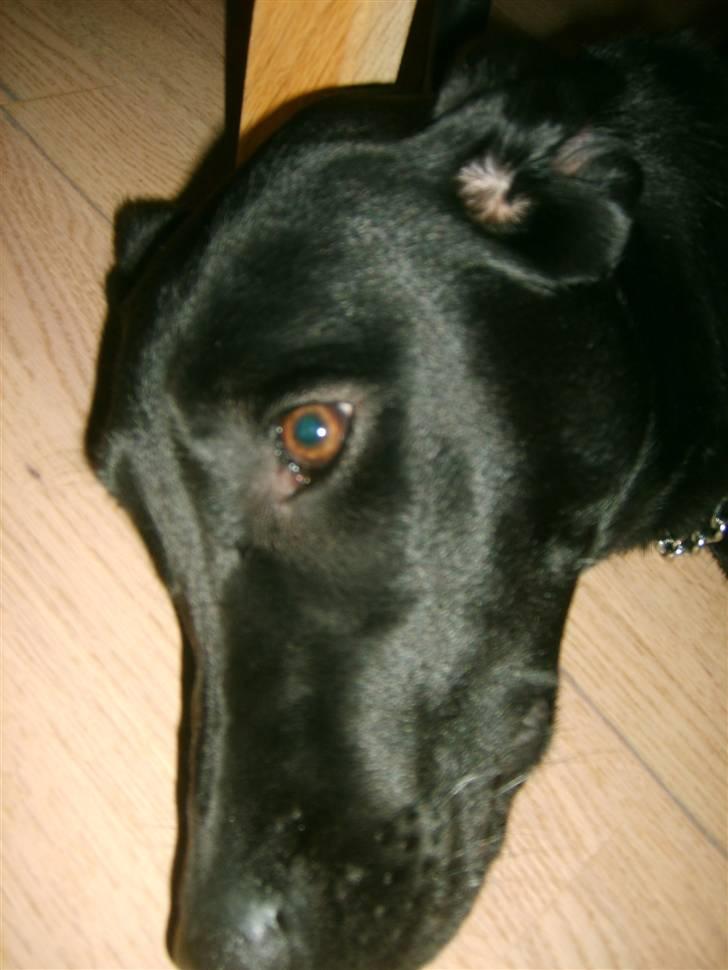 Labrador retriever zita billede 12