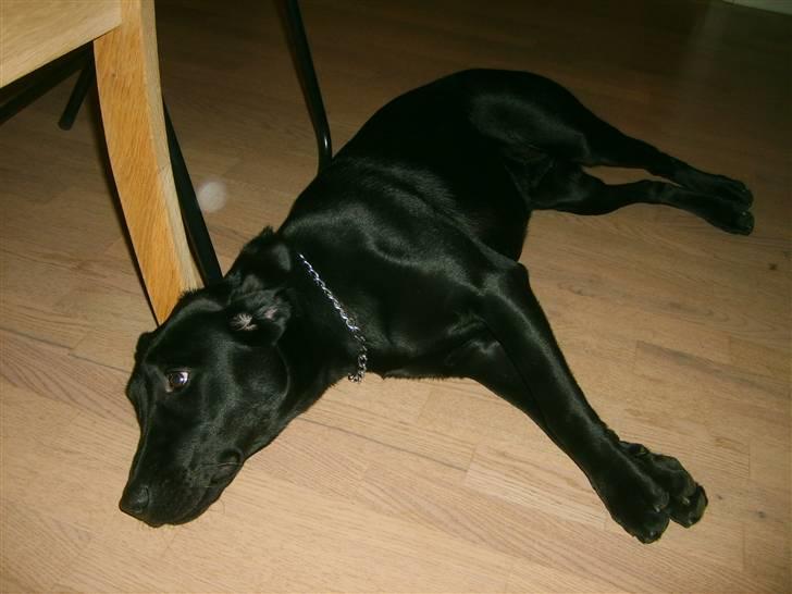 Labrador retriever zita billede 13