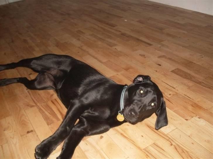 Labrador retriever zita billede 14