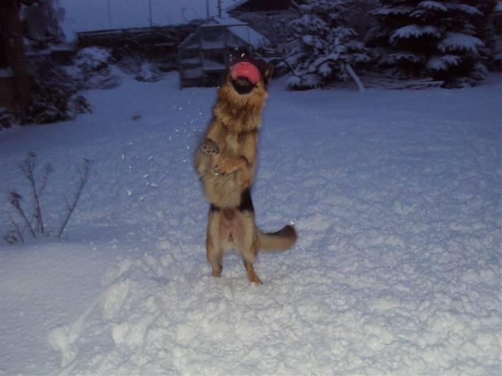 Schæferhund harrestrup friga  (rip):( - du var jo så sød billede 10