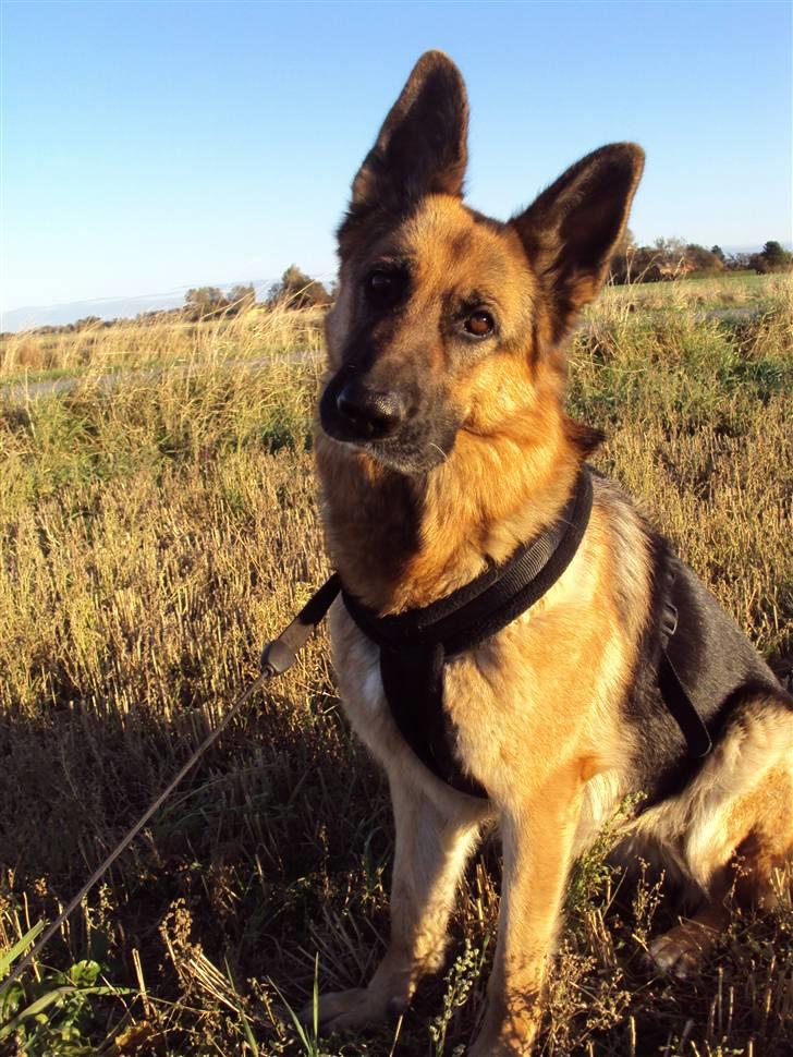 Schæferhund harrestrup friga  (rip):( - hellig være dit minde billede 11