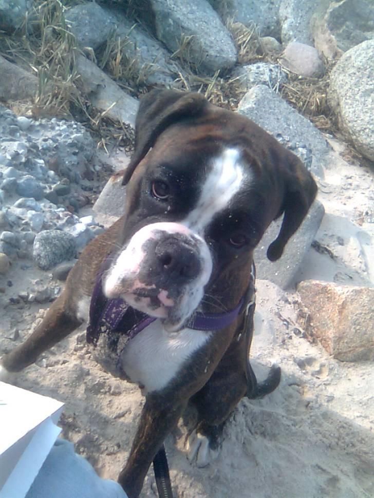 Boxer Mokka billede 8