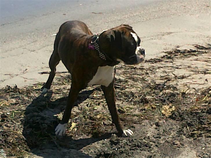 Boxer Mokka billede 9