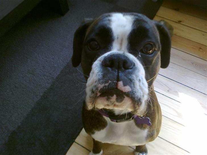 Boxer Mokka billede 10