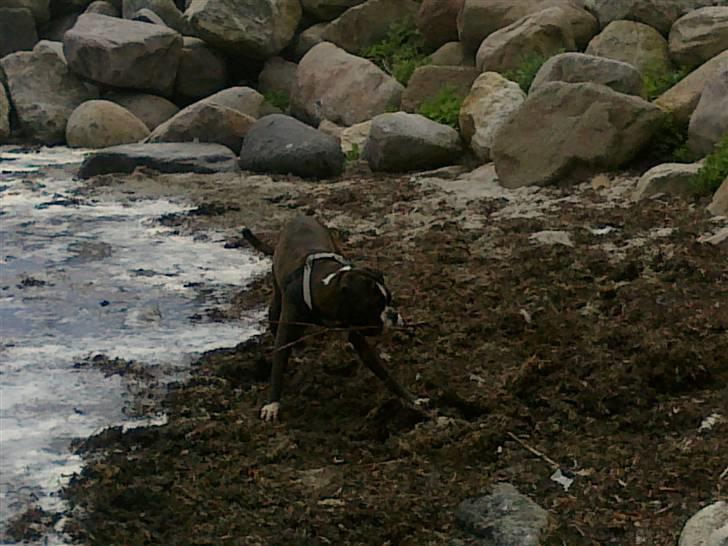 Boxer Mokka billede 11