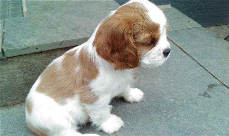 Cavalier king charles spaniel Thyholms Otto Of Oddesund - Otto 7 uger billede 1