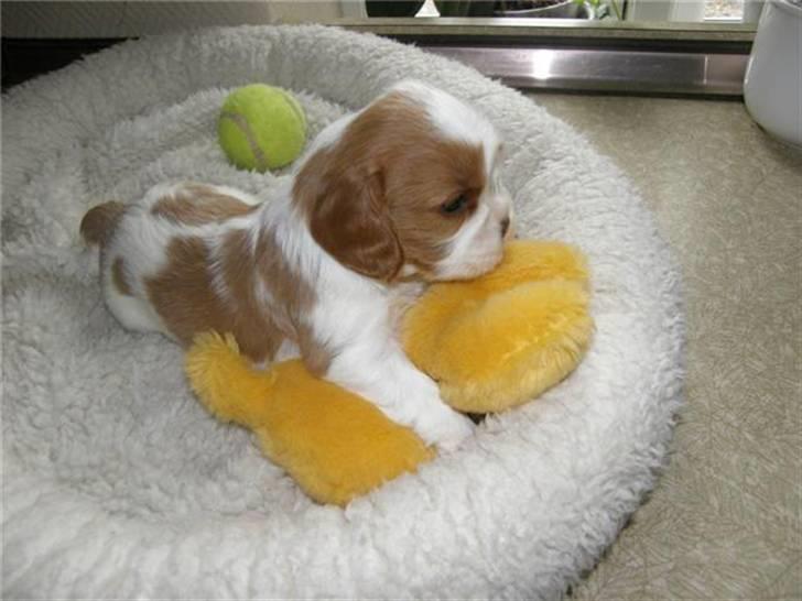 Cavalier king charles spaniel Thyholms Otto Of Oddesund - Otto 3 uger - tager af kennel Thyholm billede 2