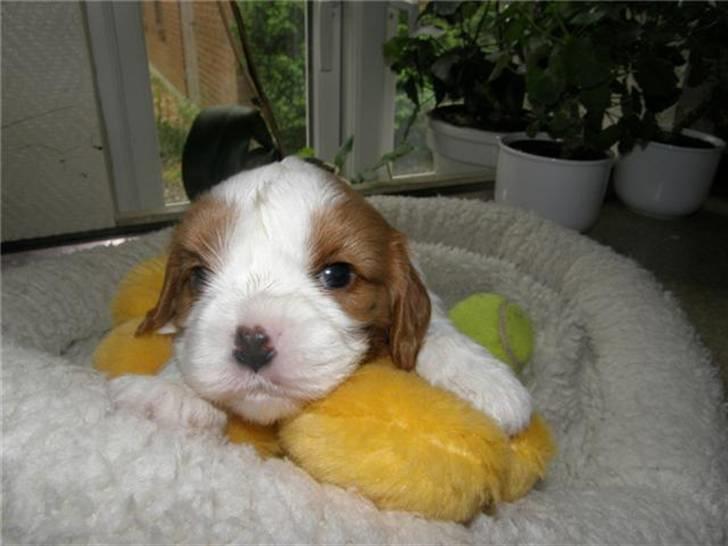 Cavalier king charles spaniel Thyholms Otto Of Oddesund - Otto 3 uger - taget af kennel Thyholm billede 3