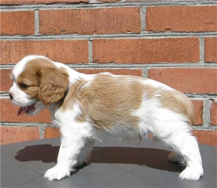 Cavalier king charles spaniel Thyholms Otto Of Oddesund - Otto 6 uger - taget af kennel Thyholm billede 4